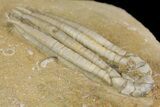 Fossil Crinoid (Scytalocrinus) - Crawfordsville, Indiana #157238-2